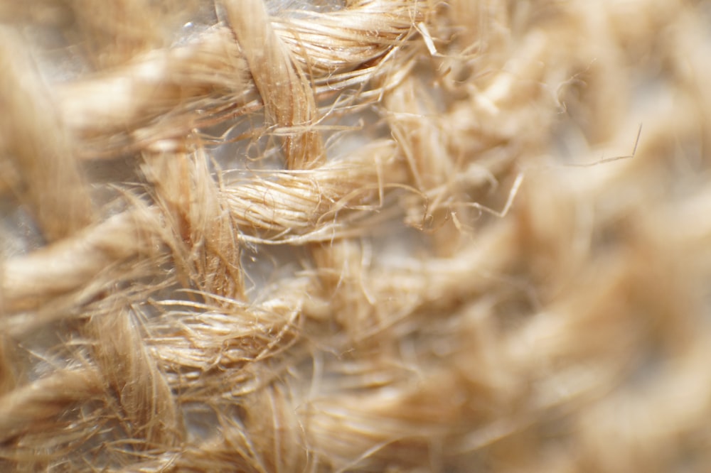 a close up of a bunch of wheat