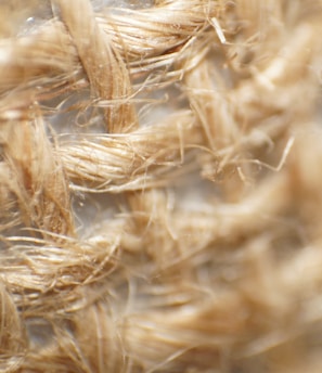 a close up of a bunch of wheat