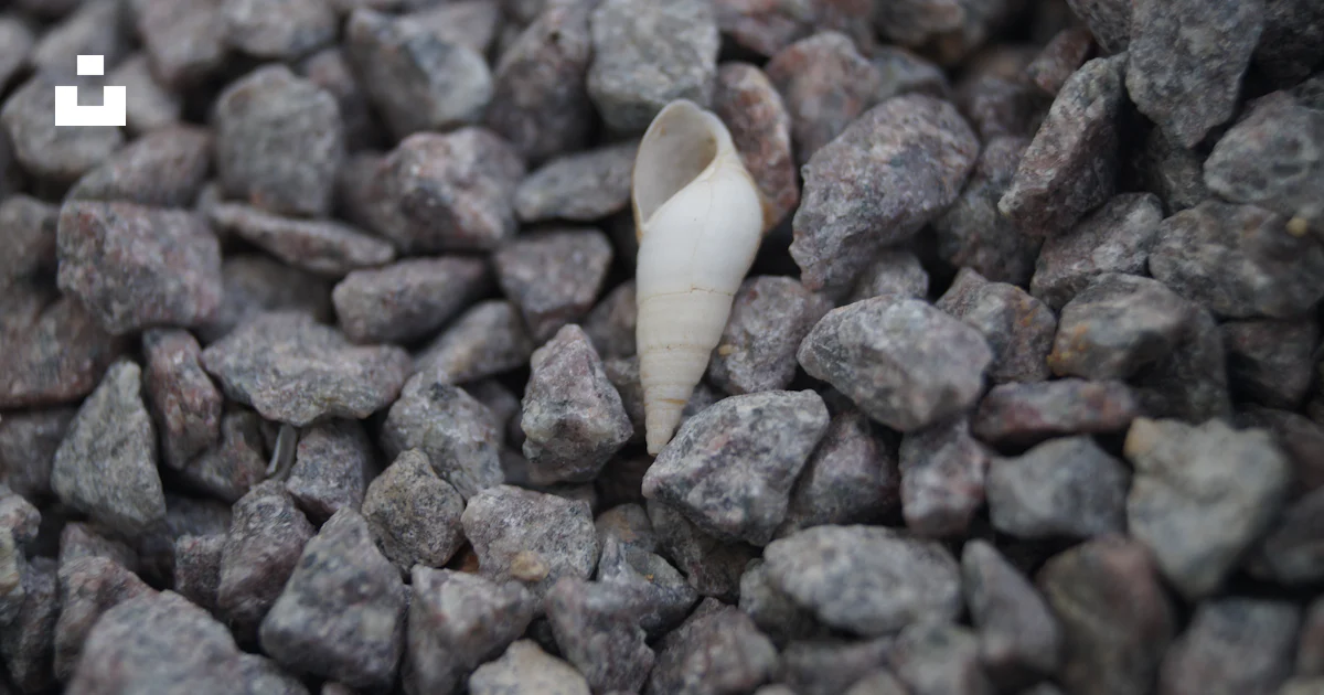 A close up of a shell on a pile of rocks photo – Free Shell Image on ...