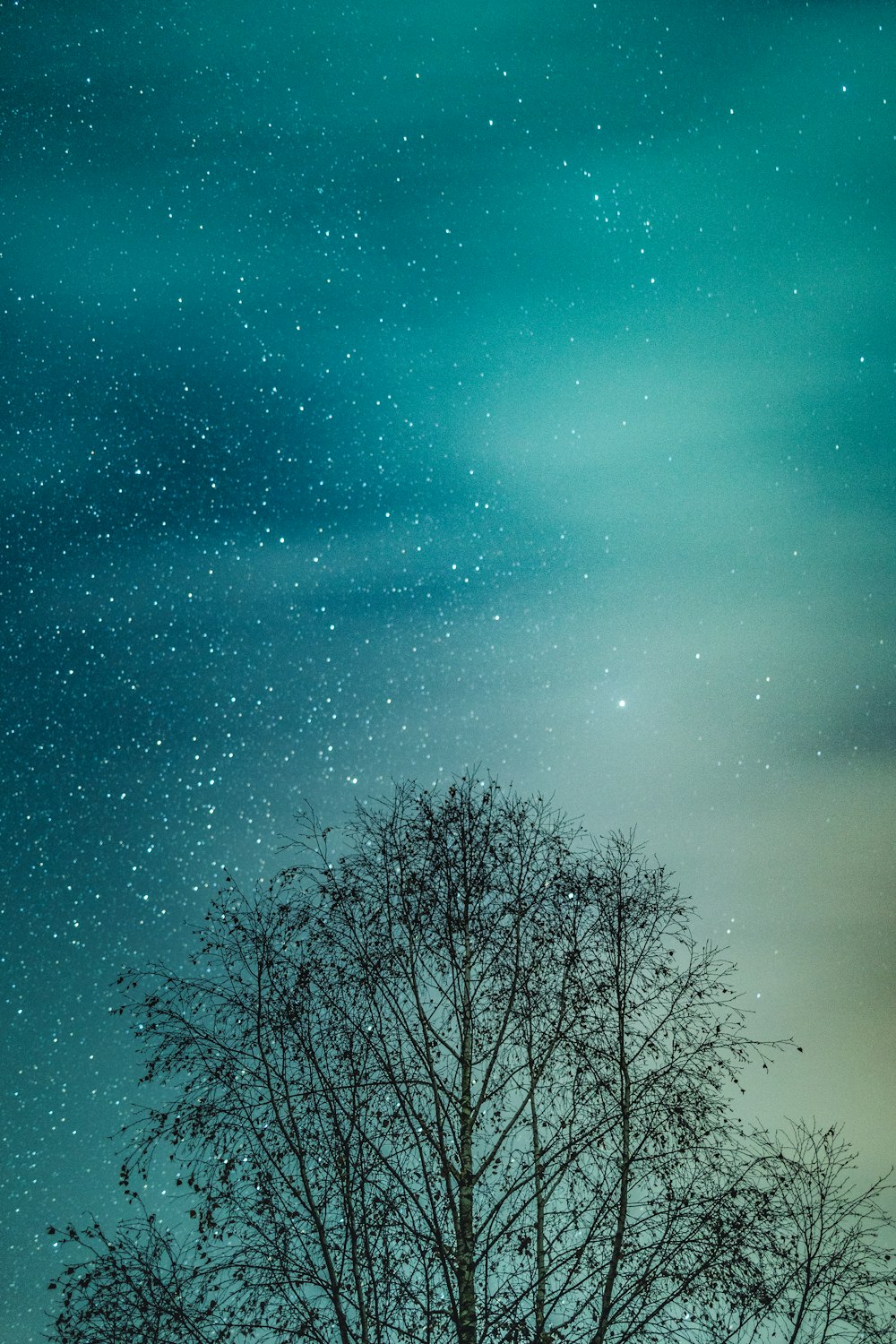 the night sky is filled with stars and trees