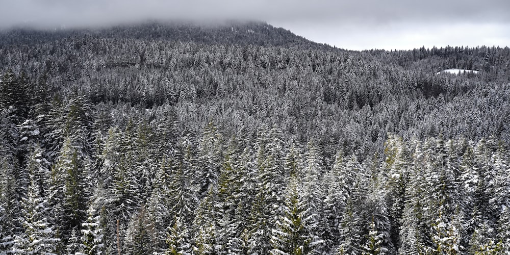 Ein schneebedeckter Wald mit einem Berg im Hintergrund