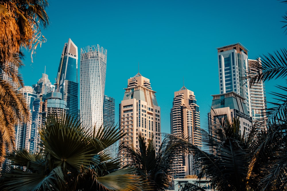 a city skyline with palm trees and skyscrapers