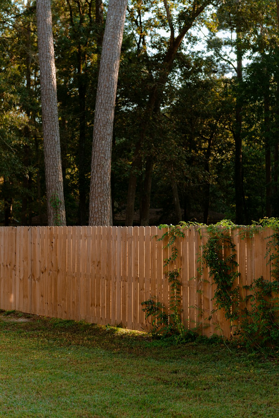 Board fence along the edge of a wooded backyard