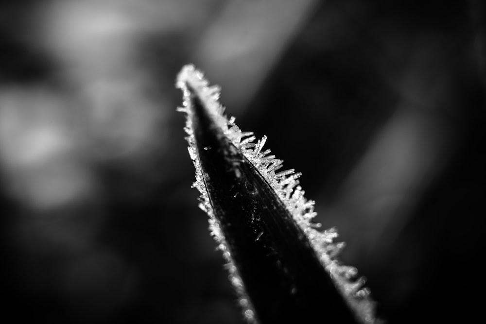 a black and white photo of a leaf