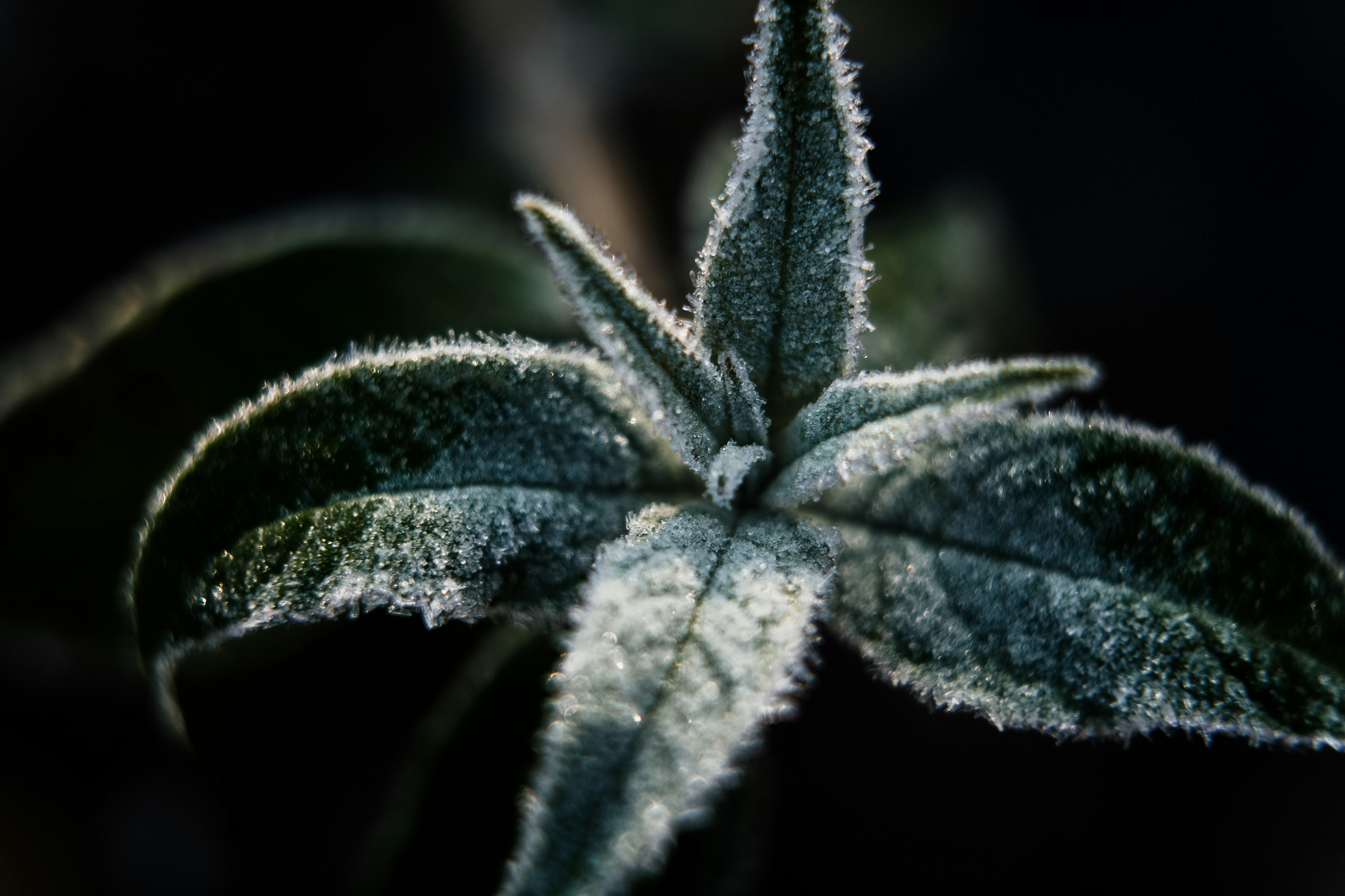 Photo by dermanuskript