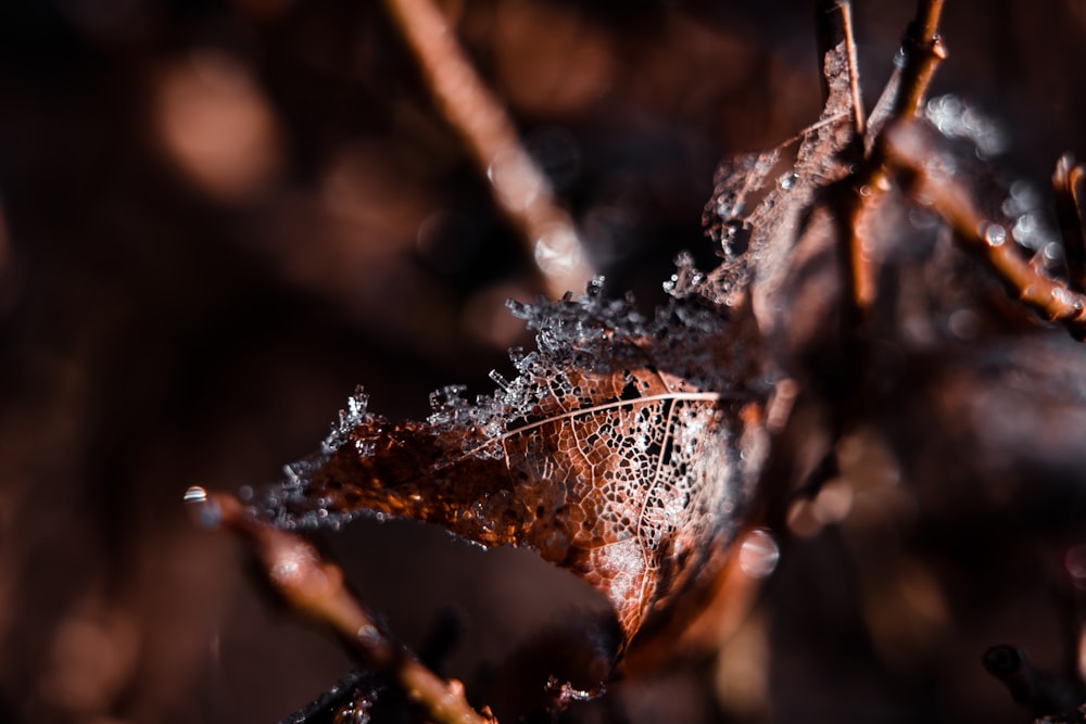 a close up of a leaf with ice on it