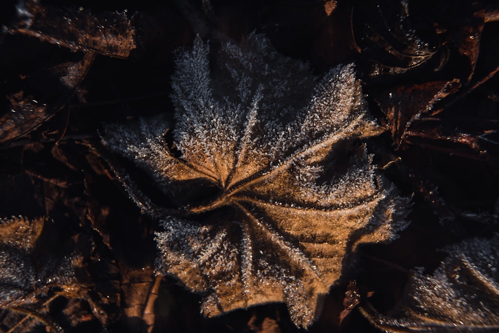 a close up of a leaf covered in frost