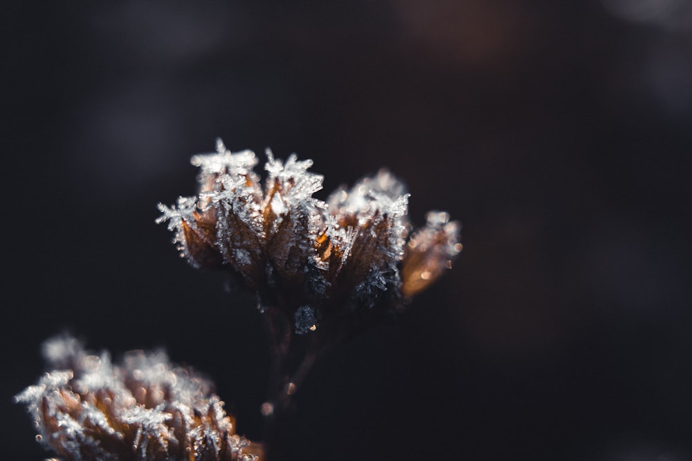 a close up of a plant with frost on it