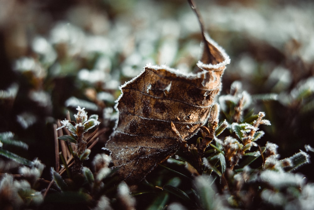 a leaf that is sitting in the grass