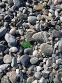 Rare red sea glass fragments nestled among smooth ocean stones by the water's edge.