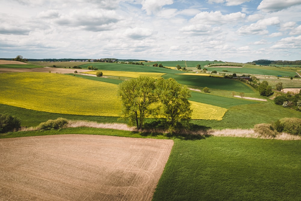 a field with a tree in the middle of it