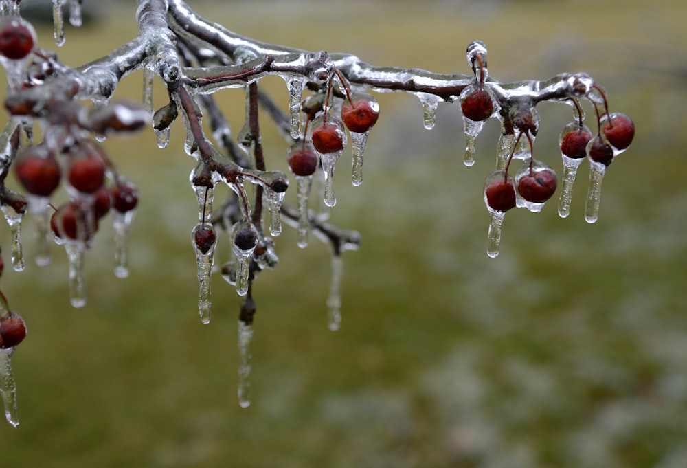 una rama de árbol con hielo y bayas colgando de ella