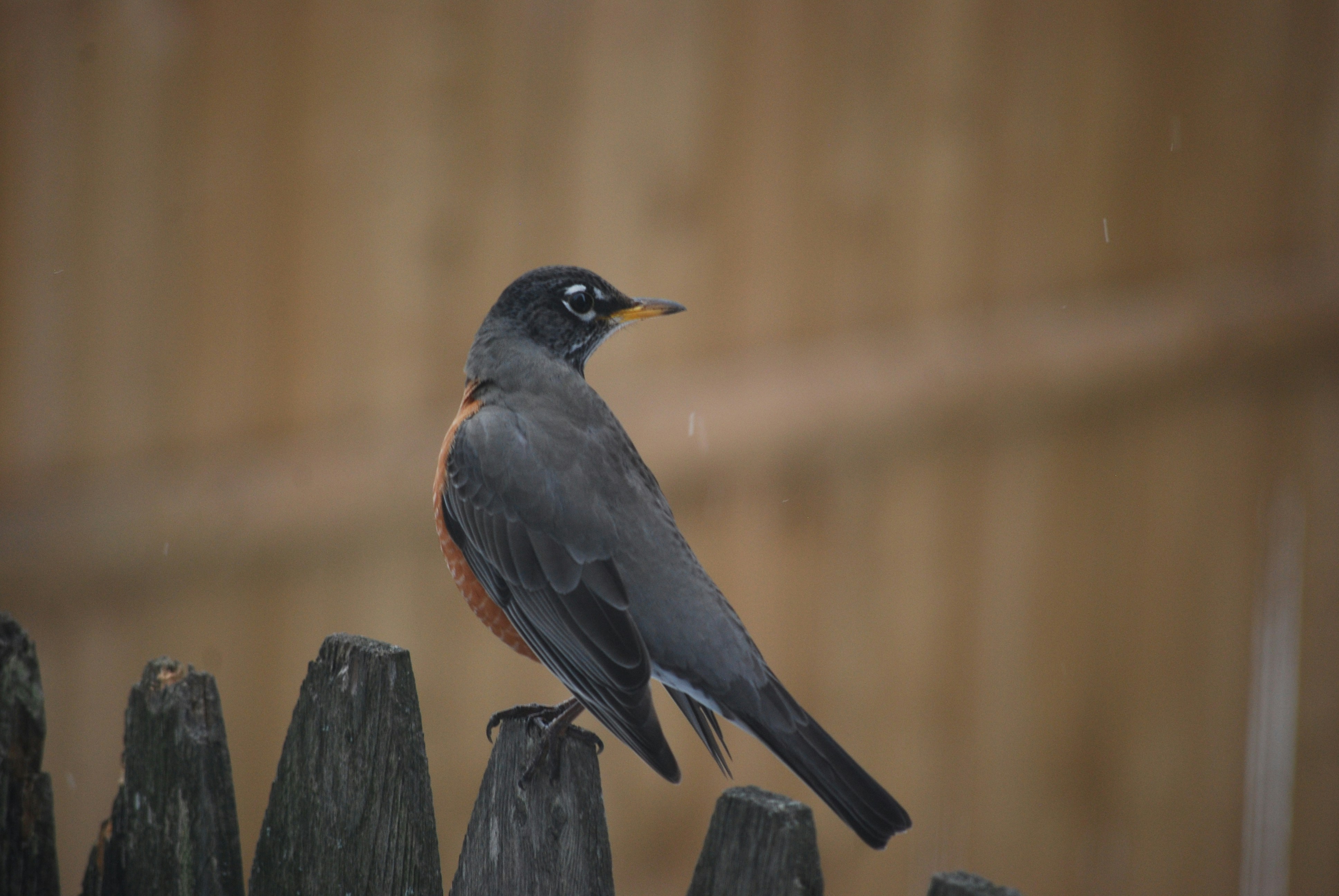 Songbird American Robin Perches on Fence during Flurries