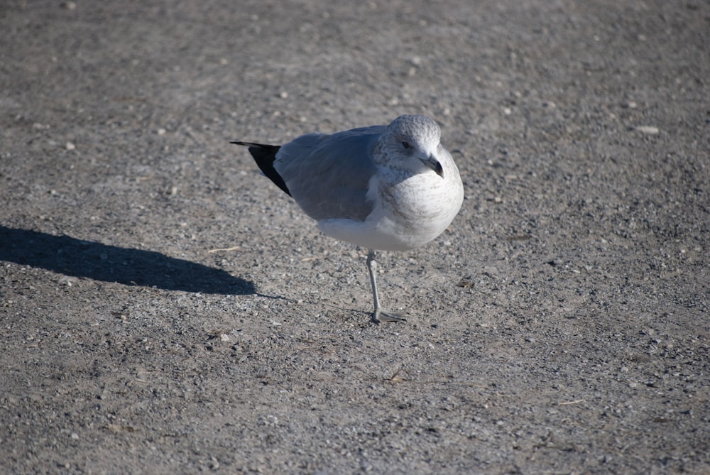 a small white and black bird standing on the ground