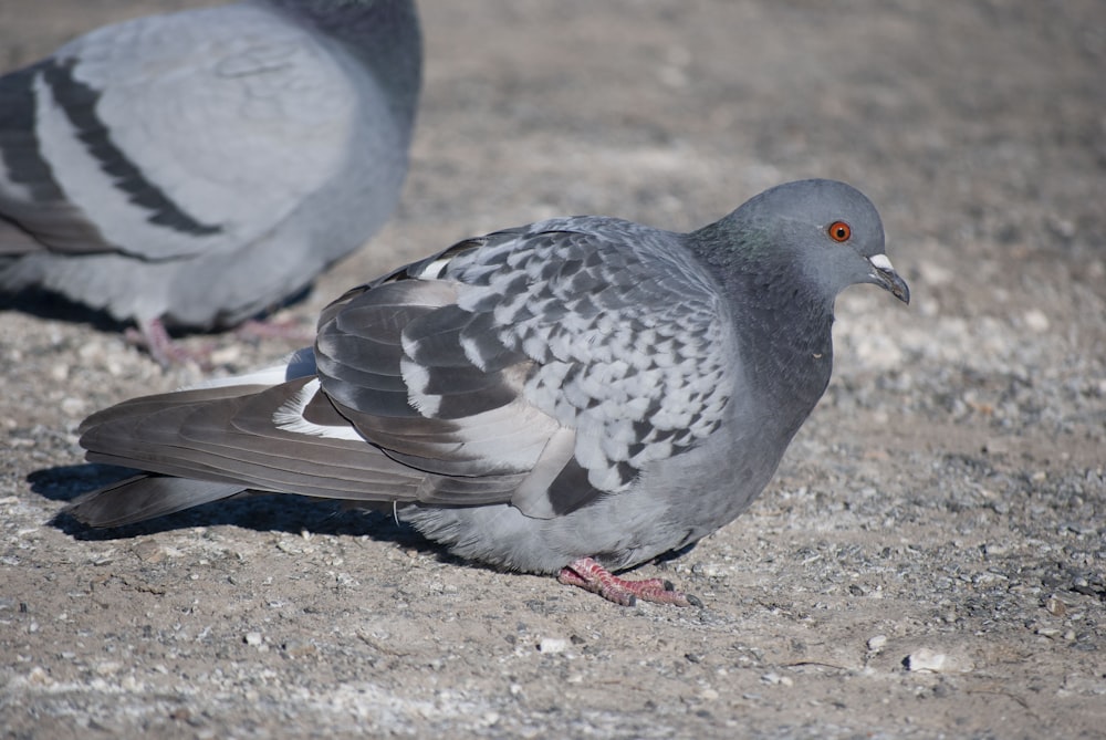 a couple of birds that are standing in the dirt