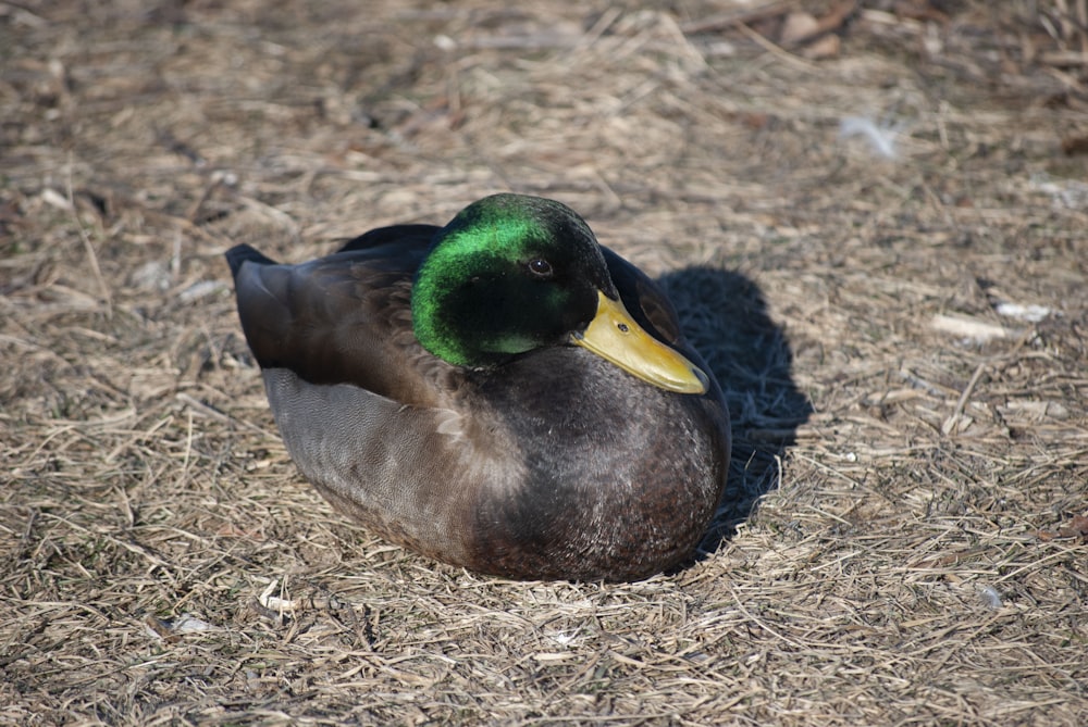 a duck with a green head sitting on dry grass