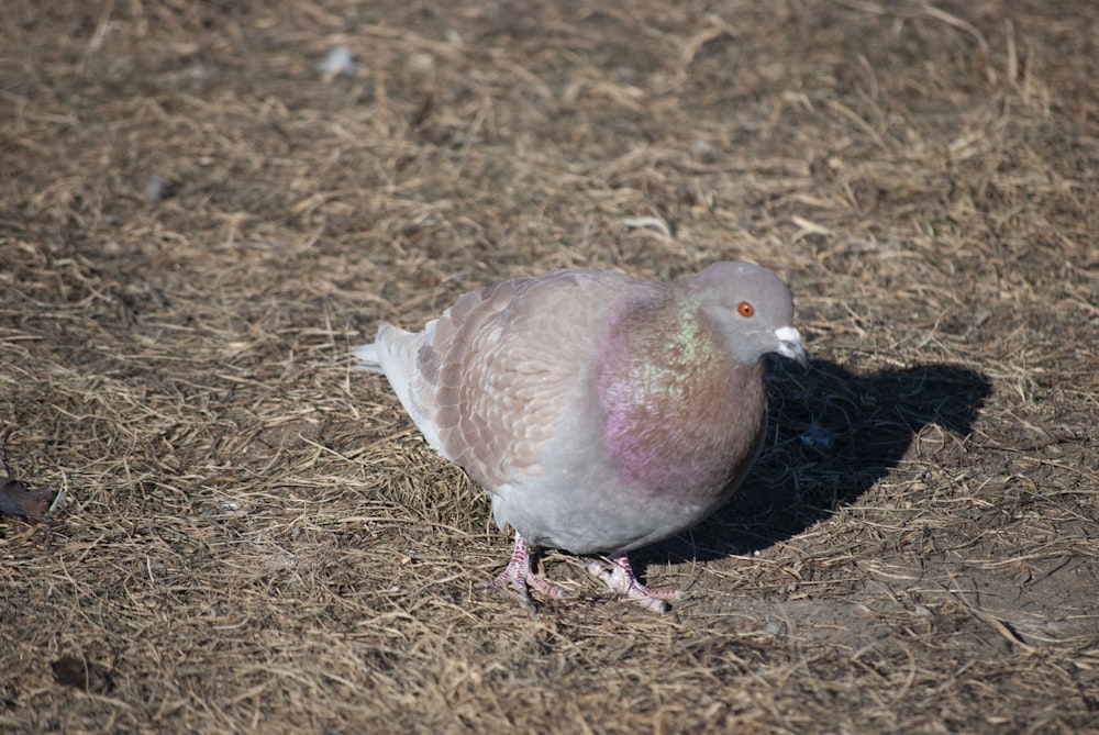 a white and pink bird standing on dry grass