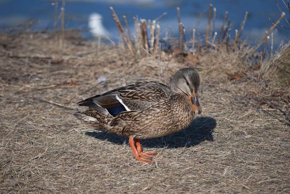 a duck standing on dry grass next to a body of water