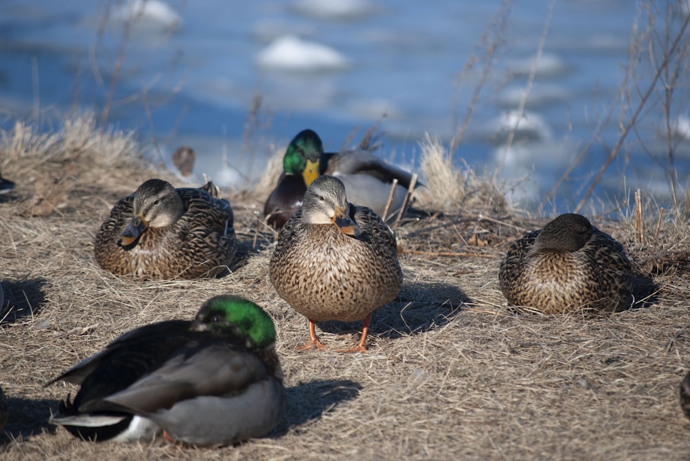 a flock of ducks standing on top of a dry grass field