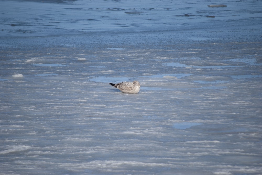 a seagull standing in the middle of a frozen lake