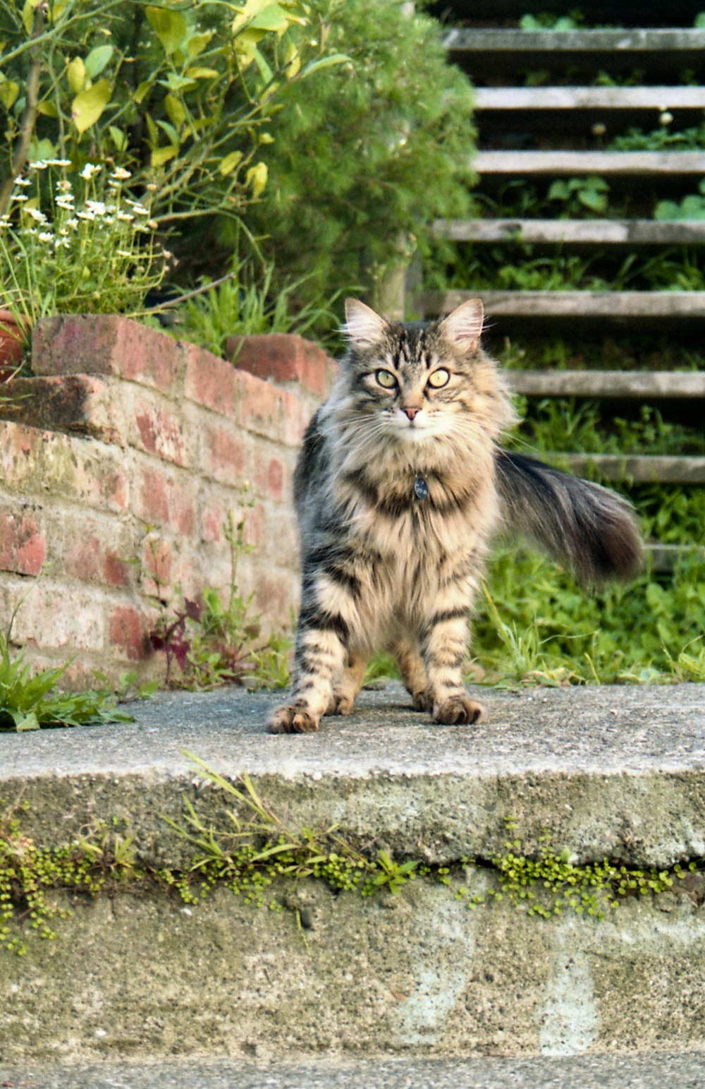 a long haired cat standing on top of a stone step
