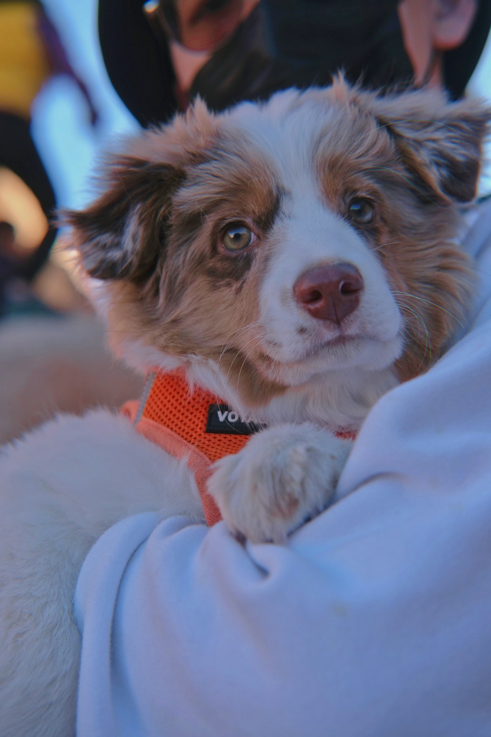 a brown and white dog laying on top of a person