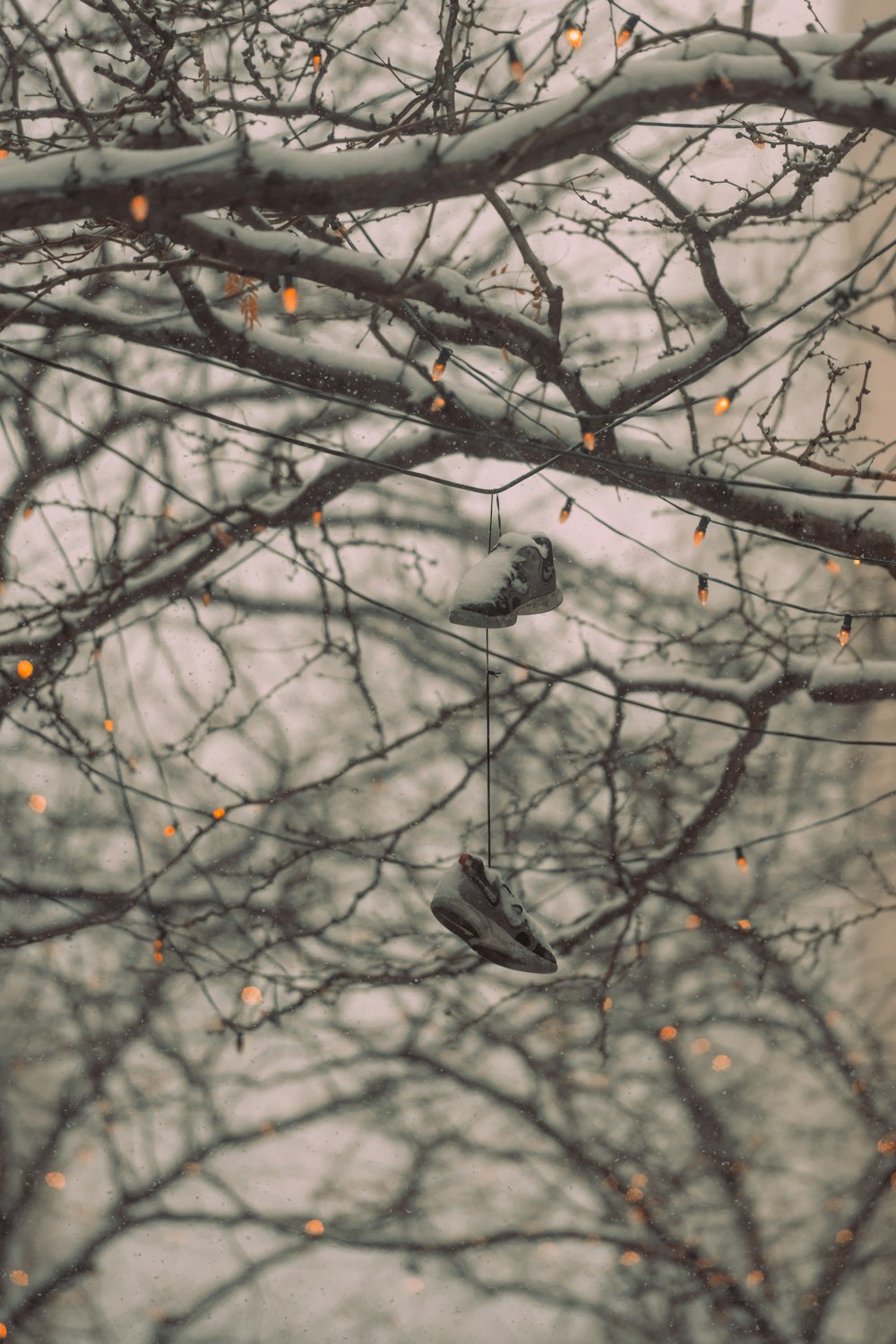 a pair of shoes hanging from a tree branch