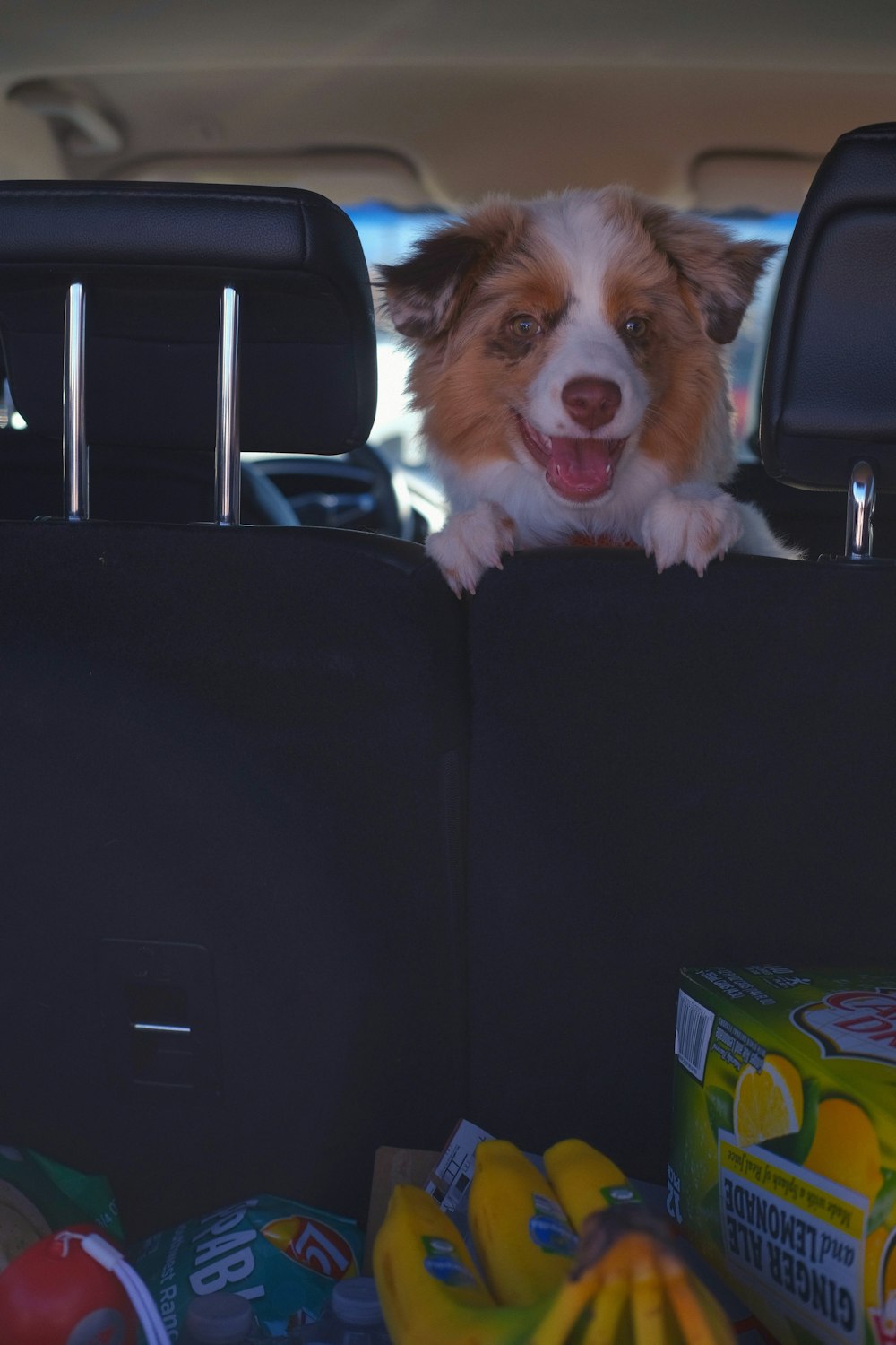 a dog is sitting in the back of a car