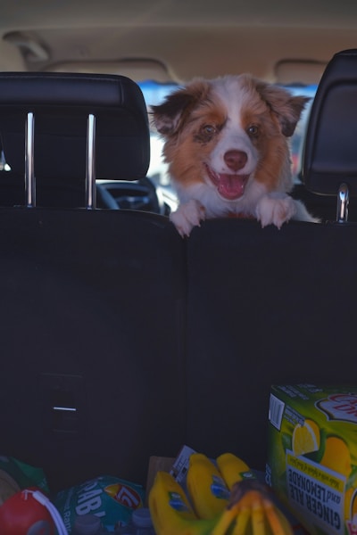 Car Travel Training: How to Get Your Dog to Love Car Rides