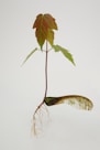 a plant with a long stem and a long root