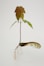 a plant with a long stem and a long root