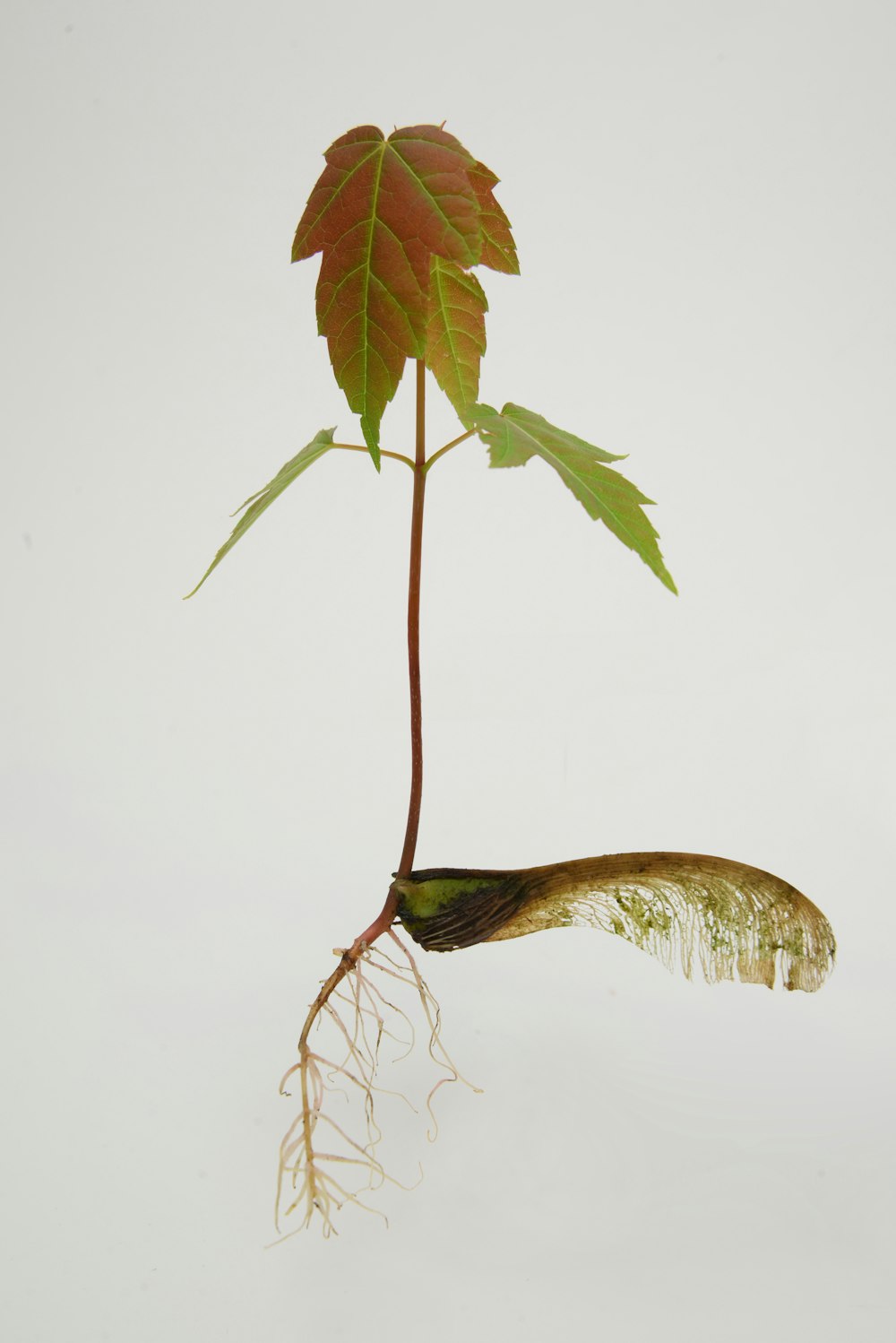 長い茎と長い根を持つ植物