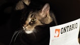 A tabby cat with greenish-yellow eyes is partially illuminated, surrounded by darkness. Its fur appears soft and well-groomed, with a noticeable pattern. To the right, a paper with the word 'ONTARIO' in bold letters and a maple leaf logo is visible, suggesting the cat is next to a document or brochure.