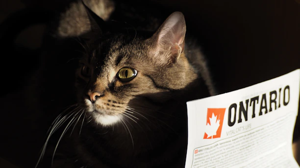 A tabby cat with greenish-yellow eyes is partially illuminated, surrounded by darkness. Its fur appears soft and well-groomed, with a noticeable pattern. To the right, a paper with the word 'ONTARIO' in bold letters and a maple leaf logo is visible, suggesting the cat is next to a document or brochure.