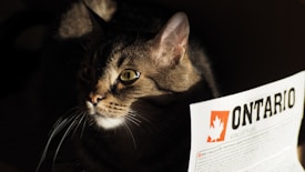 A tabby cat with greenish-yellow eyes is partially illuminated, surrounded by darkness. Its fur appears soft and well-groomed, with a noticeable pattern. To the right, a paper with the word 'ONTARIO' in bold letters and a maple leaf logo is visible, suggesting the cat is next to a document or brochure.