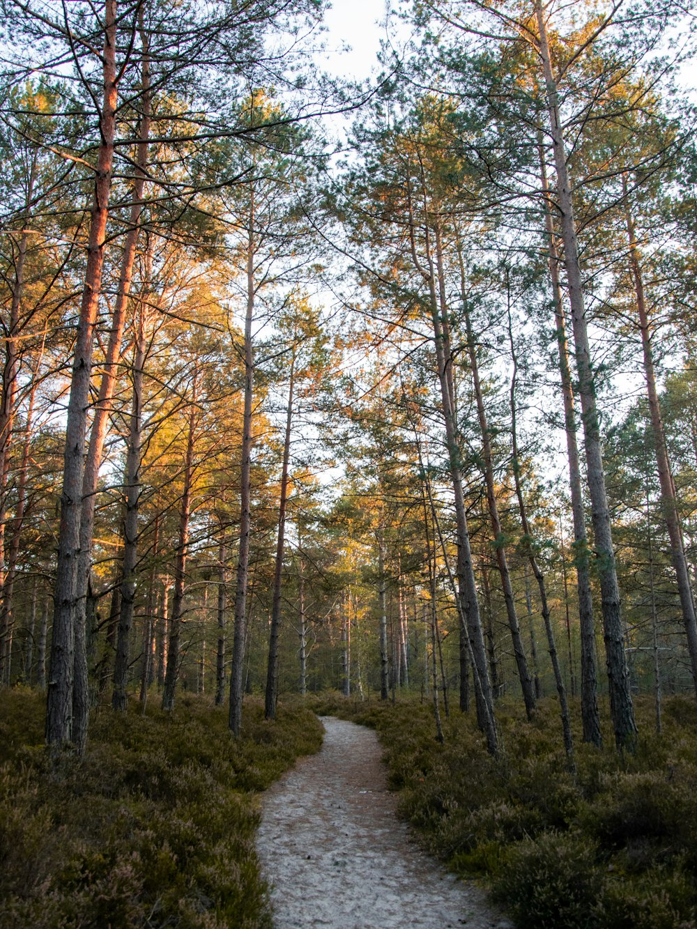 a path through a forest with lots of tall trees