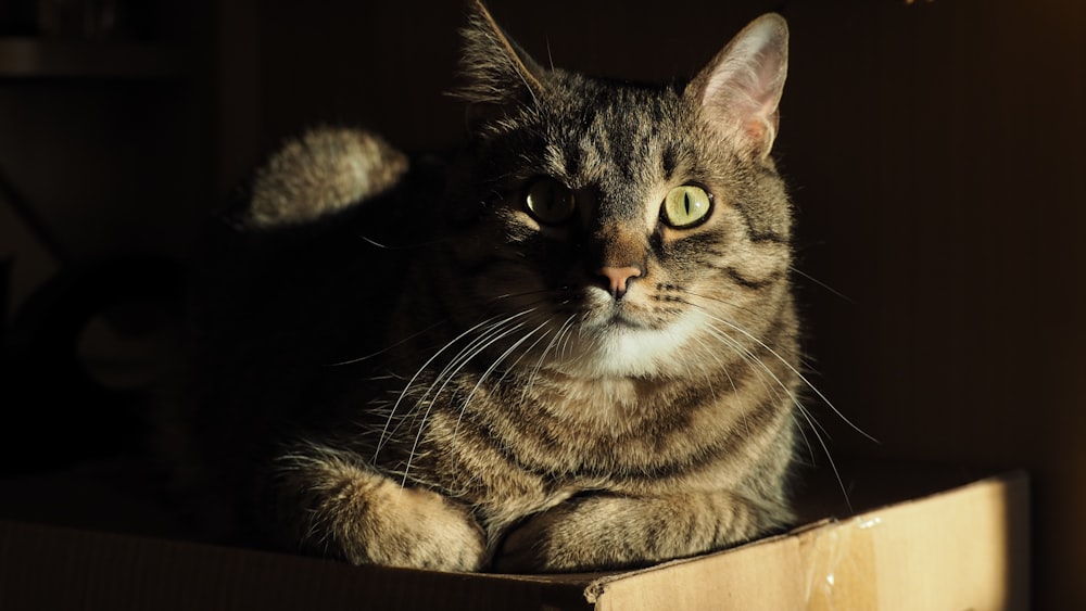 a cat sitting on top of a wooden box