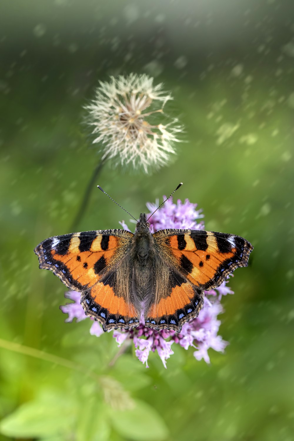 an orange and black butterfly on a purple flower