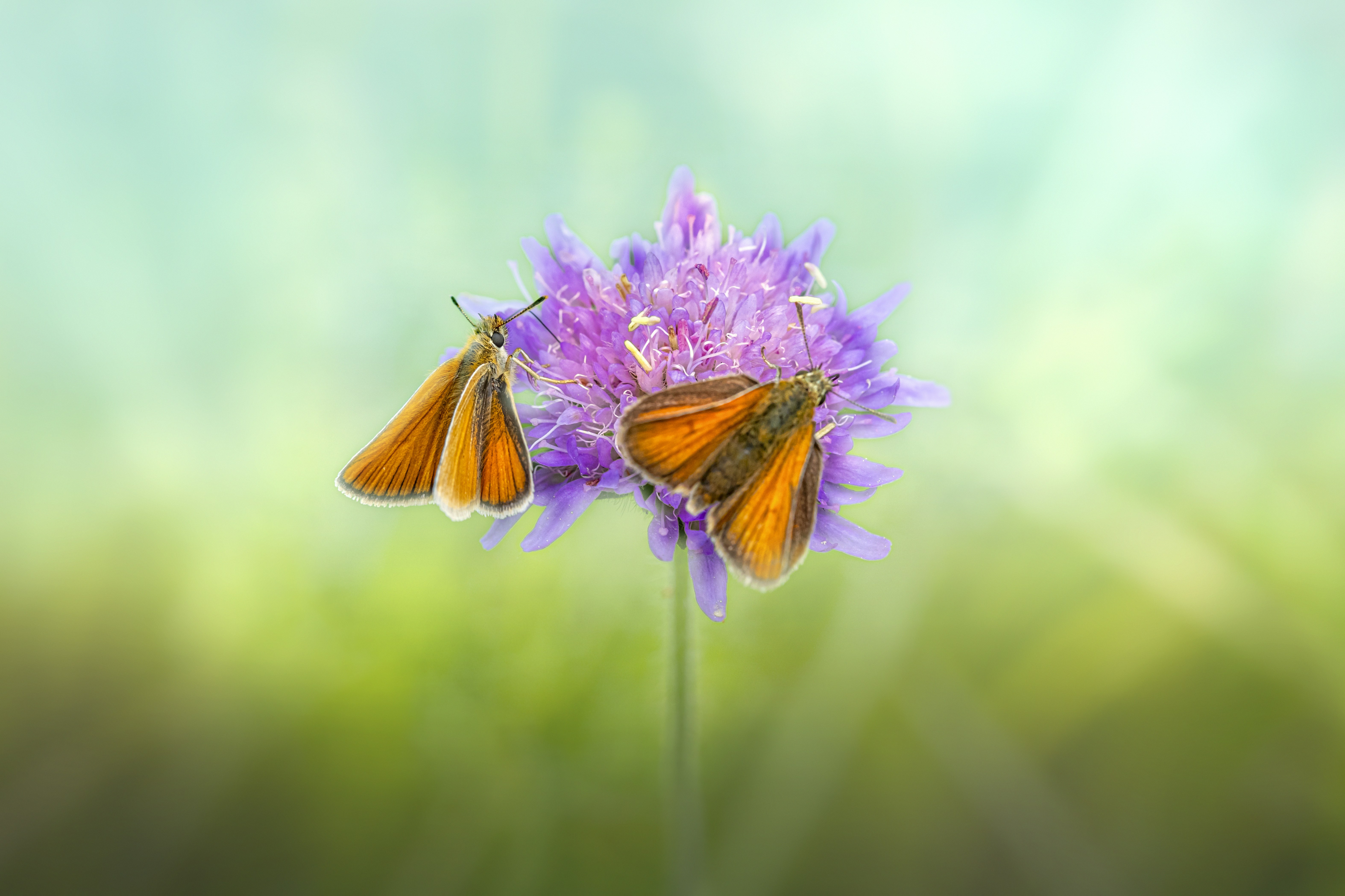 Photo by erik_karits