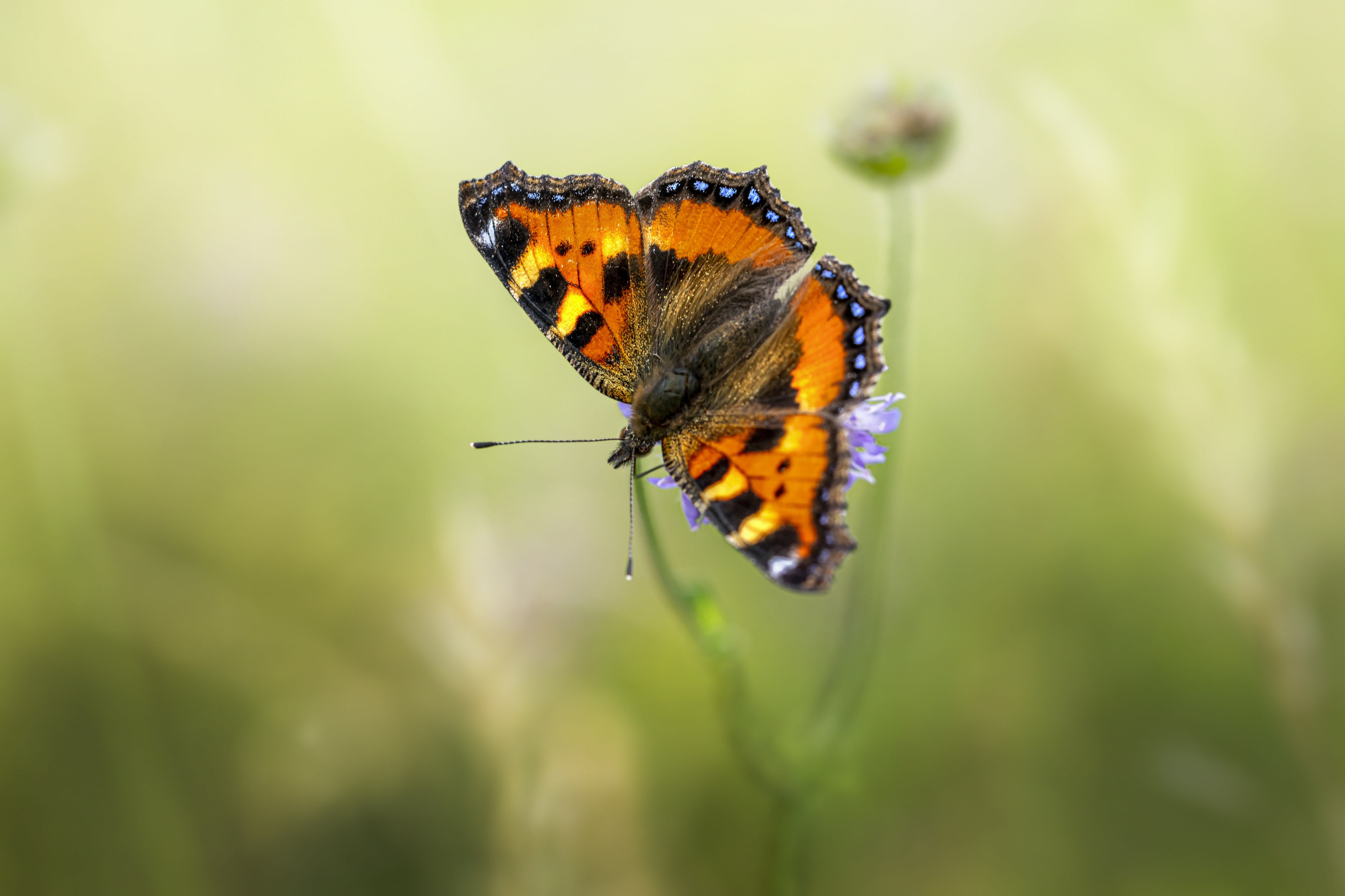 Photo by erik_karits