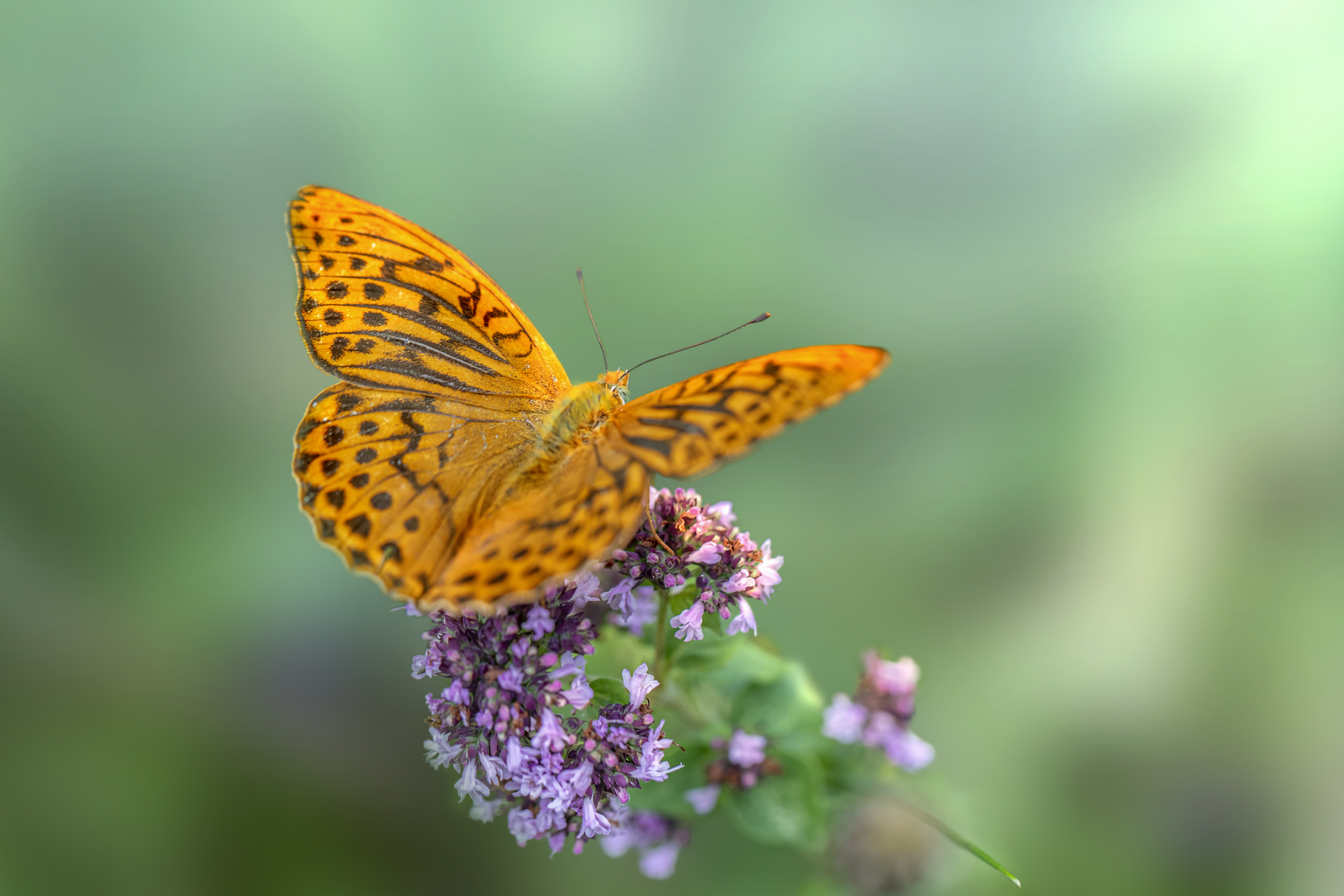 Photo by erik_karits