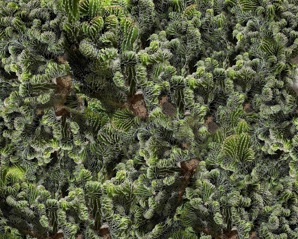 a close up of a plant with lots of green leaves