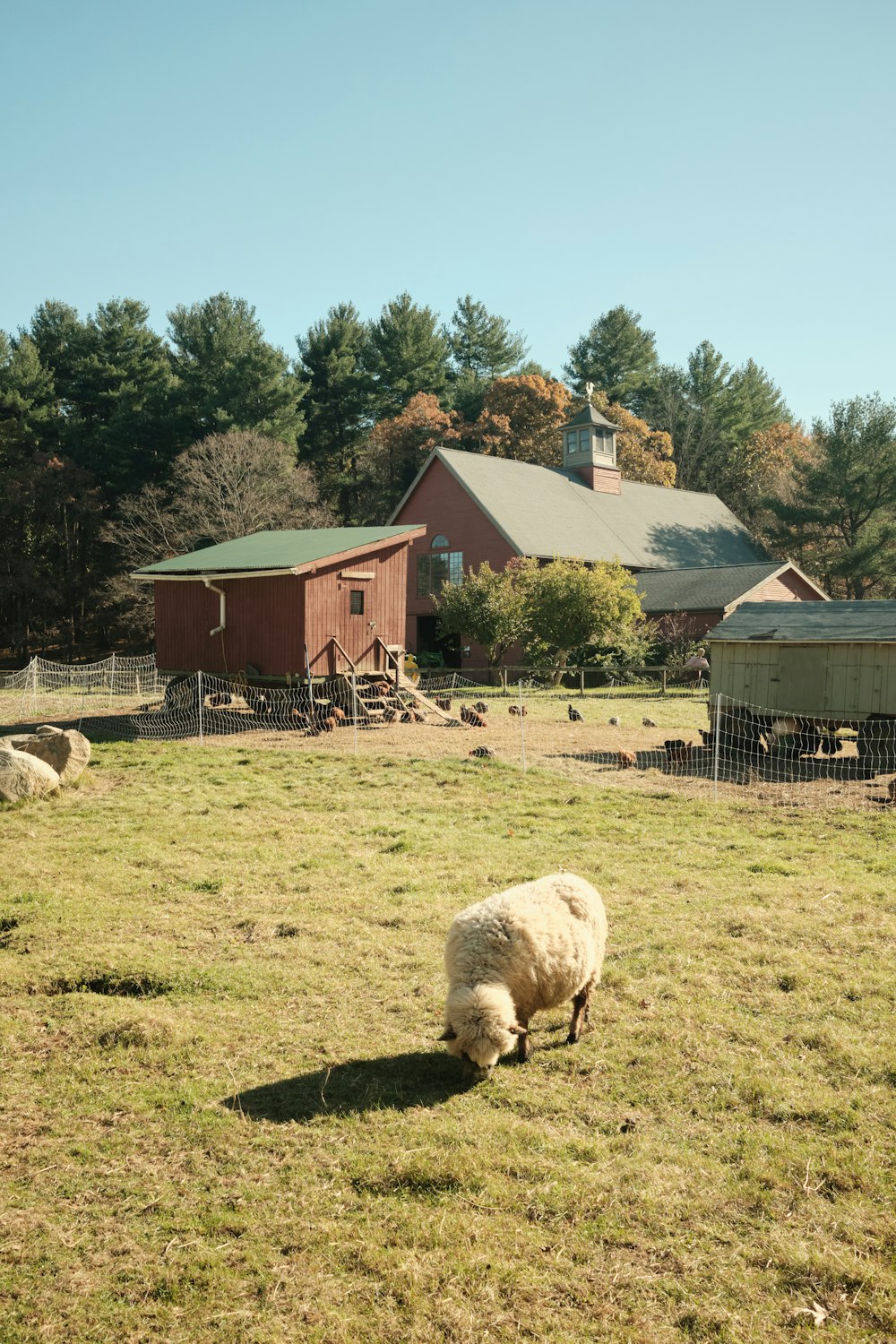 a sheep grazing in a field next to a barn