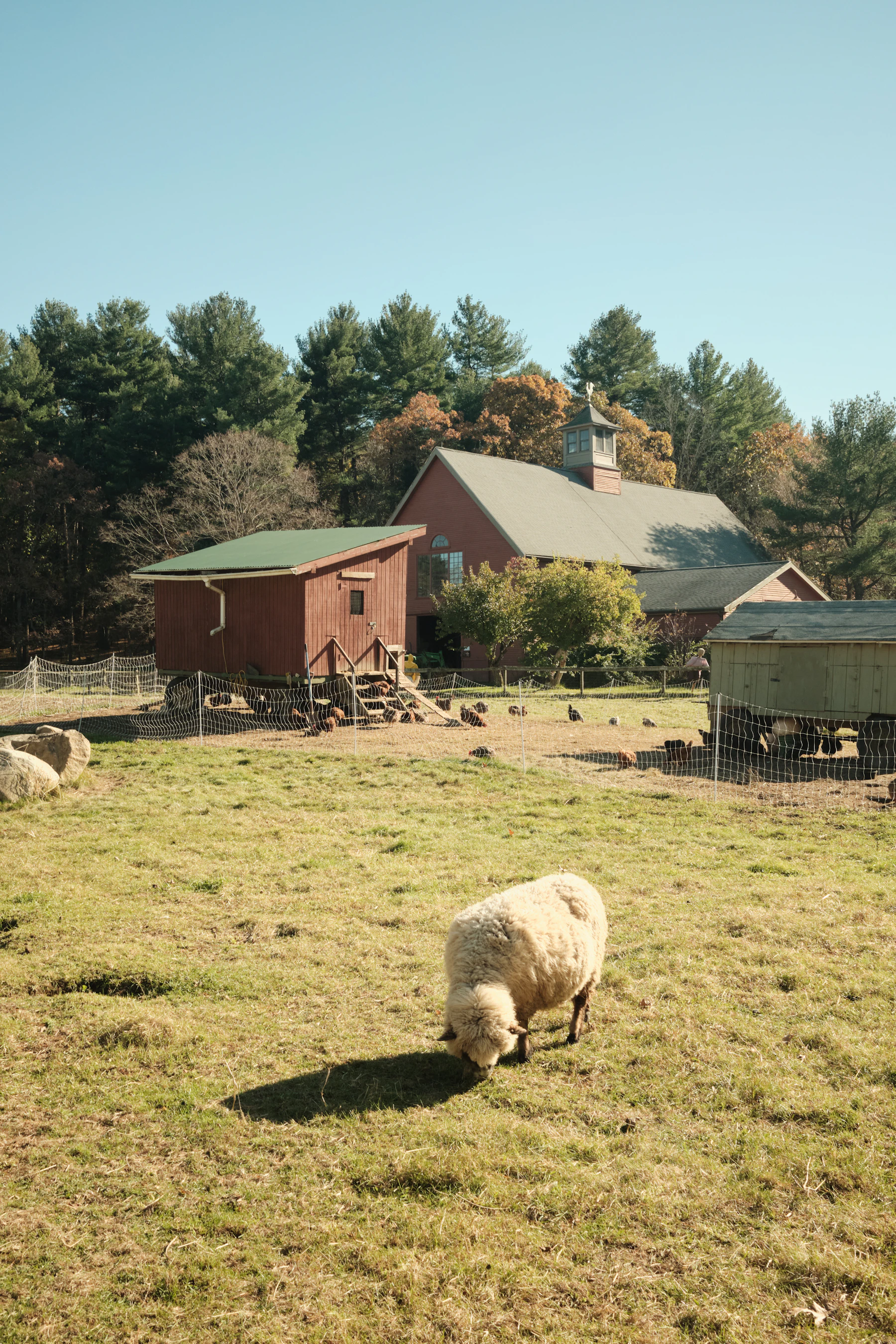 A woolly sheep grazing a pasture in front of a red barn and a netting fence