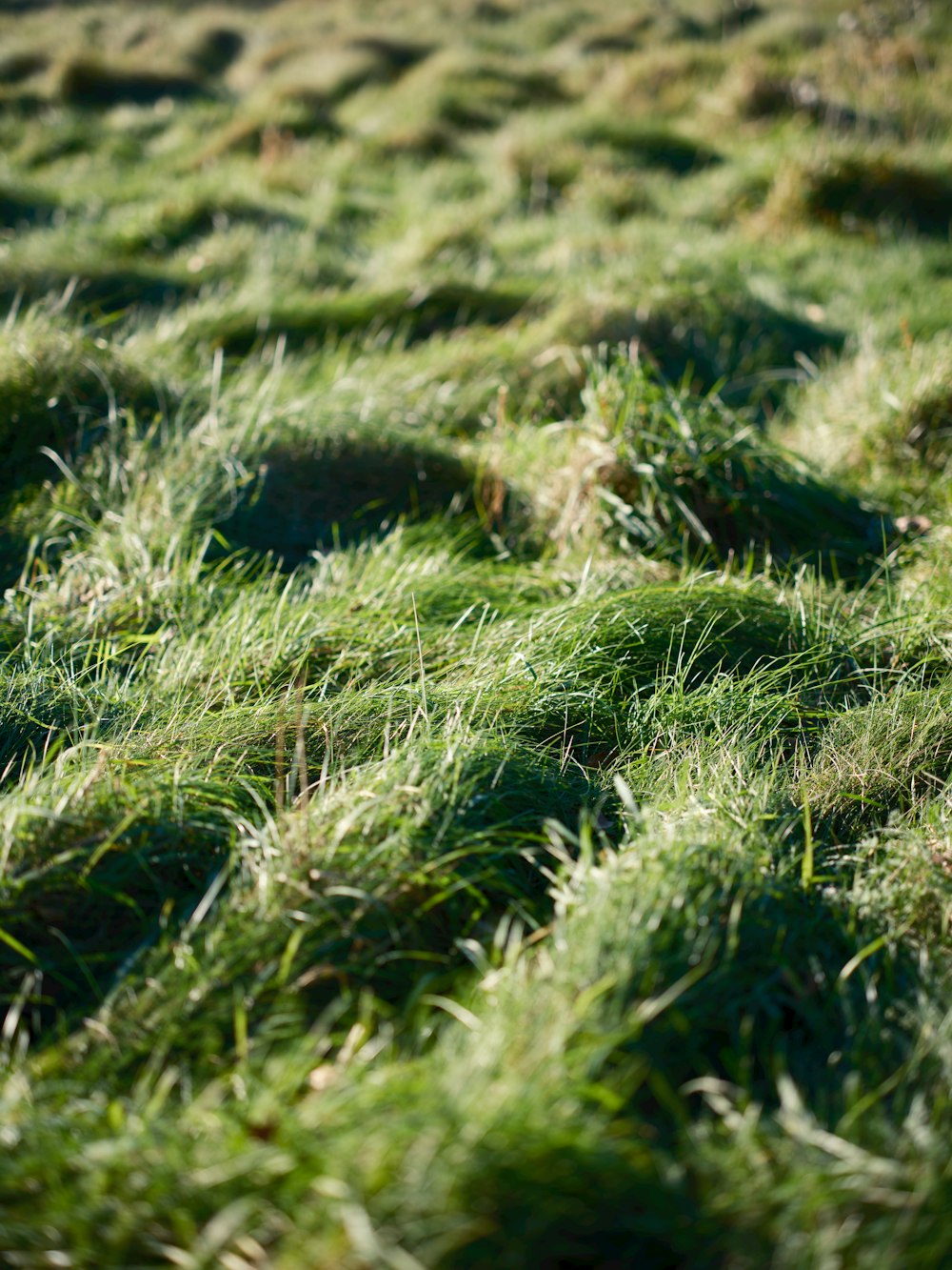 a close up of a field of green grass