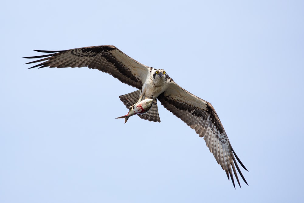 a large bird flying through a blue sky