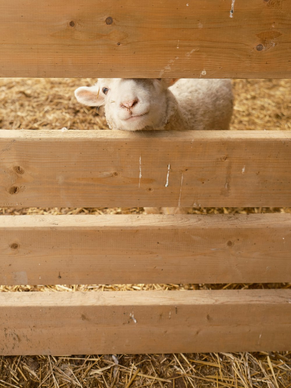 a sheep peeking out from behind a wooden fence