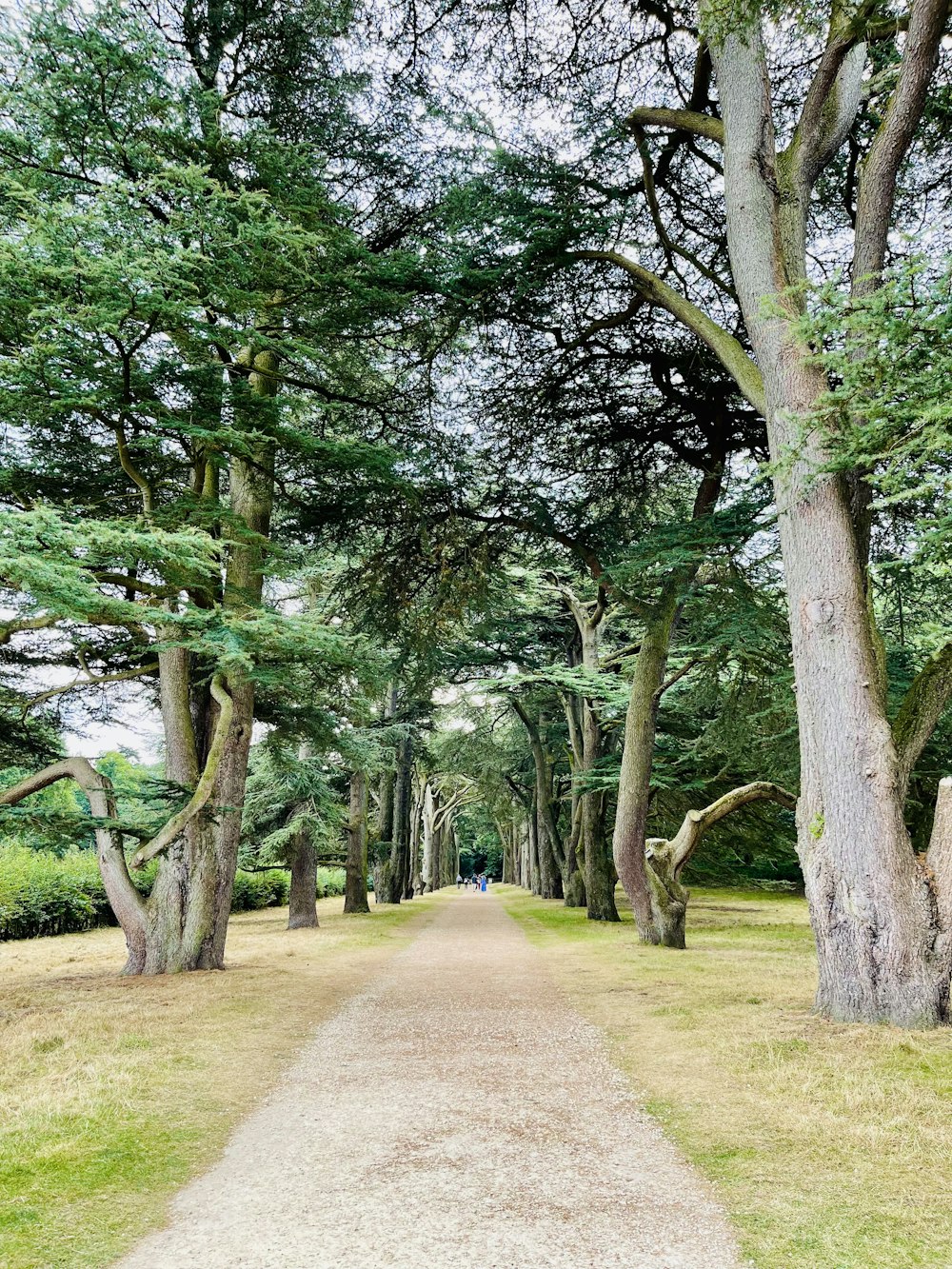 a dirt road surrounded by trees and grass