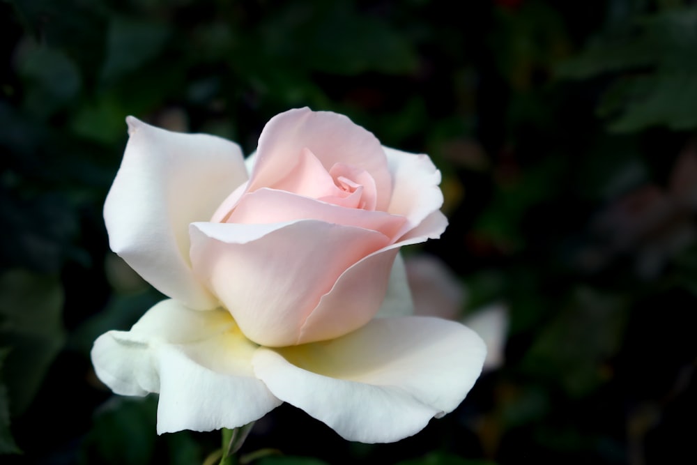 Una rosa rosa está floreciendo en un jardín