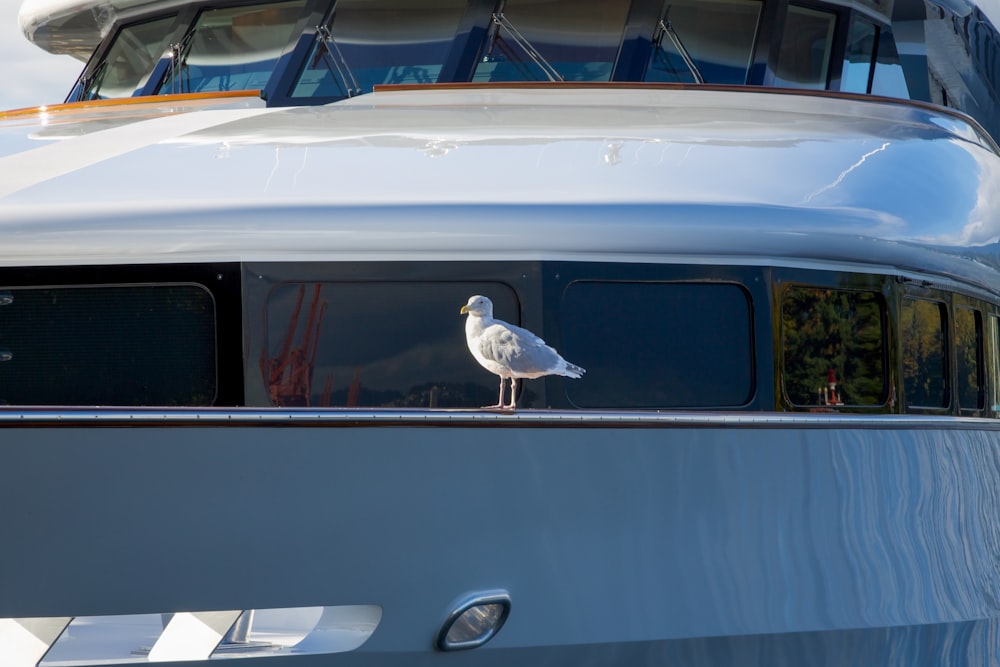 a seagull standing on the edge of a boat